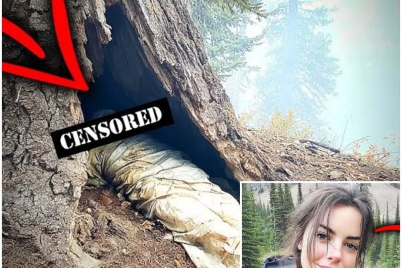 Egy nő eltűnt Montanában – négy évvel később holttestét egy elszáradt fa belsejében találták meg